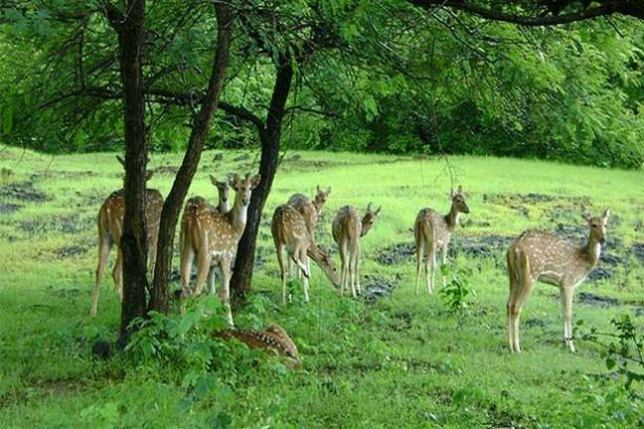 Herd of Deer at Achanakmar Wildlife Sanctuary Chhattisgarh