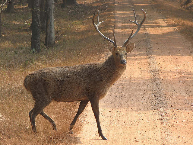 Sambar at Achanakmar Wildlife Sanctuary Chhattisgarh
